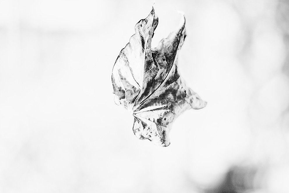 study on a leaf